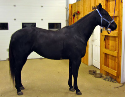 Go Wicked Fast - CBHI nominated barrel mare for sale